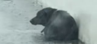 Illustration de l'article : La colère se mêle à l’émotion pour cette propriétaire qui revient sur l’histoire de sa chienne, trouvée au bord d’une autoroute un jour de pluie (vidéo)