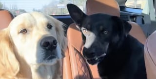 Illustration de l'article : La colère se mêle à l’émotion pour cette propriétaire qui revient sur l’histoire de sa chienne, trouvée au bord d’une autoroute un jour de pluie (vidéo)