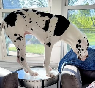 Illustration de l'article : Un magasin de meubles met en avant la vidéo hilarante d’un Dogue Allemand agissant comme une chèvre en montant sur une table basse 