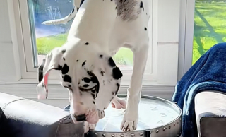 Illustration de l'article : Un magasin de meubles met en avant la vidéo hilarante d’un Dogue Allemand agissant comme une chèvre en montant sur une table basse 