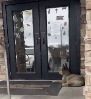 Illustration de l'article : Un chien quasiment aveugle attend devant un restaurant qu'une personne daigne le remarquer et le sauver