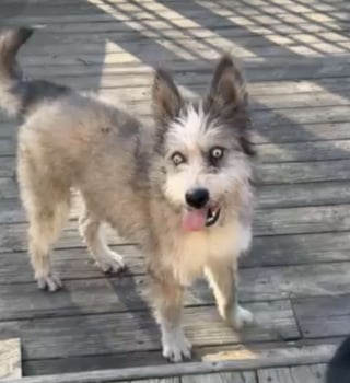 Illustration de l'article : Un chien quasiment aveugle attend devant un restaurant qu'une personne daigne le remarquer et le sauver