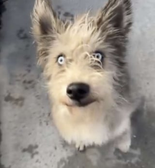 Illustration de l'article : Un chien quasiment aveugle attend devant un restaurant qu'une personne daigne le remarquer et le sauver