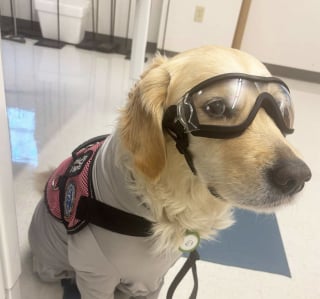 Illustration de l'article : Devant toute la promo de sa maîtresse réunie, cette chienne d’assistance monte sur scène et reçoit un diplôme bien mérité