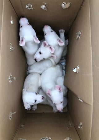 Illustration de l'article : Abandonnés aux portes d’un refuge, ces chiots tous malvoyants ou malentendants peuvent désormais rêver à un avenir meilleur