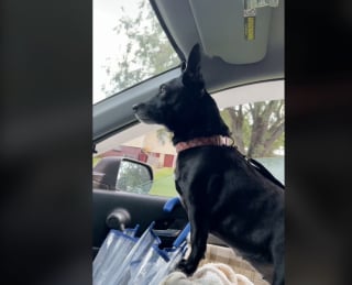 Illustration de l'article : Heureuse d’être de retour chez elle, cette adorable petite chienne ne peut pas s’empêcher de laisser exploser sa joie (vidéo)