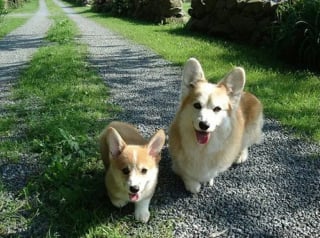 Illustration de l'article : 12 photos qui prouvent que les chiens ne font pas des chats