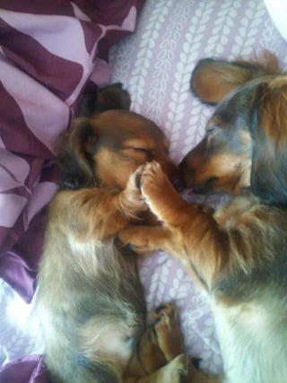 Illustration de l'article : 12 photos qui prouvent que les chiens ne font pas des chats