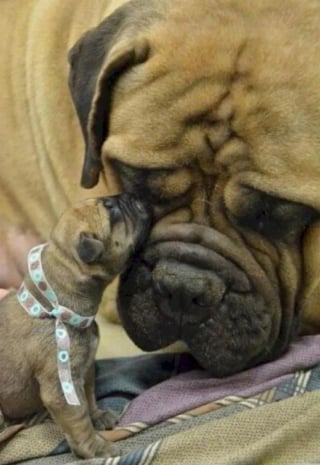 Illustration de l'article : 12 photos qui prouvent que les chiens ne font pas des chats