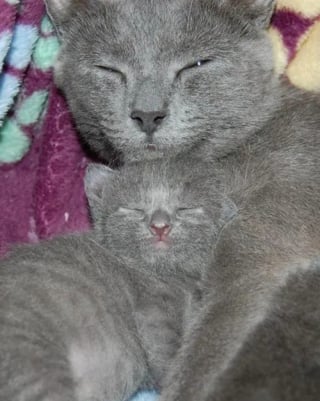 Illustration de l'article : 12 photos qui prouvent que les chiens ne font pas des chats