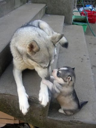 Illustration de l'article : 12 photos qui prouvent que les chiens ne font pas des chats