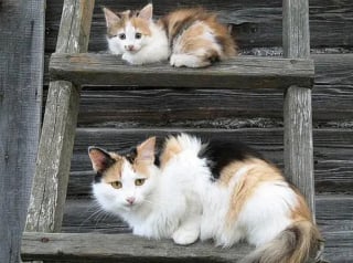 Illustration de l'article : 12 photos qui prouvent que les chiens ne font pas des chats