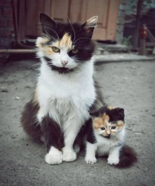 Illustration de l'article : 12 photos qui prouvent que les chiens ne font pas des chats