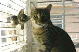 Illustration de l'article : 12 photos qui prouvent que les chiens ne font pas des chats