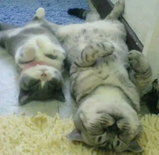 Illustration de l'article : 12 photos qui prouvent que les chiens ne font pas des chats