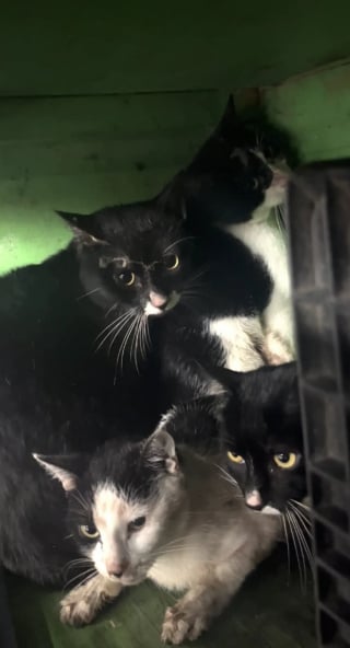 Illustration de l'article : Appelés au secours d’un chat en détresse, des bénévoles découvrent qu’ils sont en fait plus de 30 à avoir besoin d’aide (vidéo)