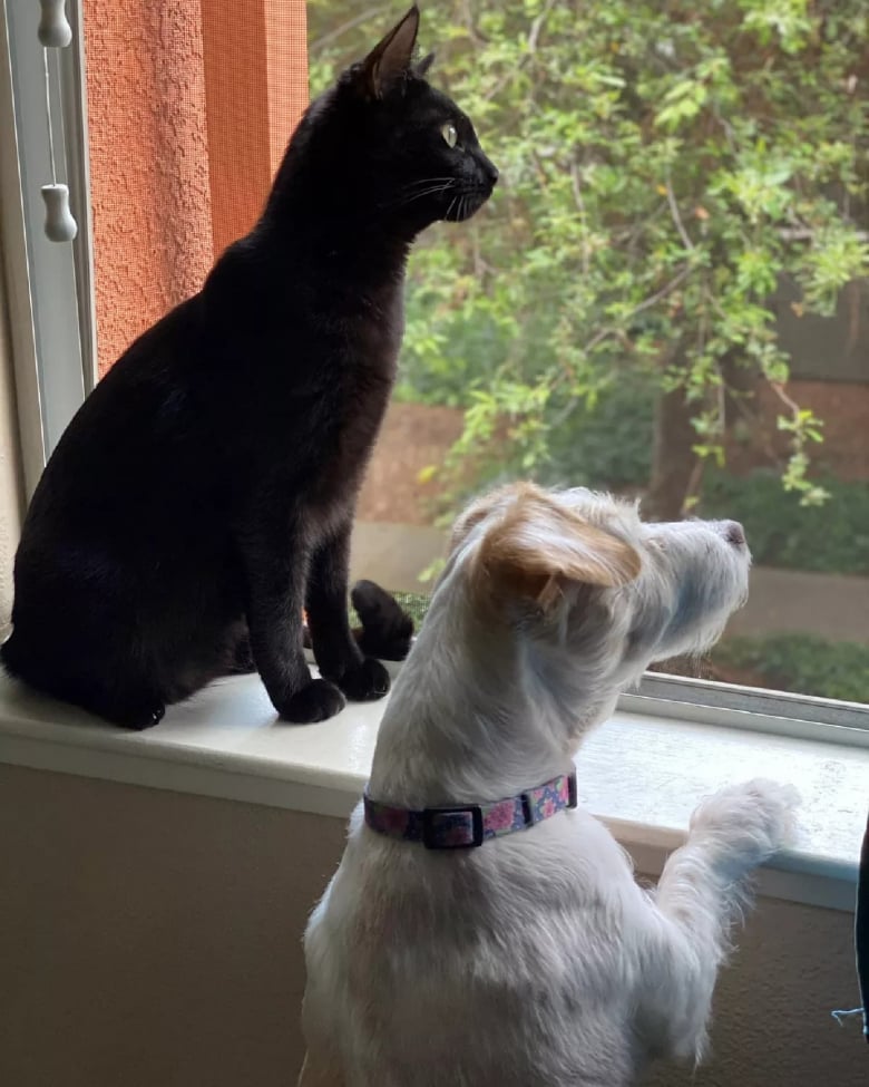 Illustration de l'article : « Tout le monde suit Frankie partout », cette chienne, doyenne d’une belle famille, a endossé le rôle d’ambassadrice pour ses congénères (vidéo)