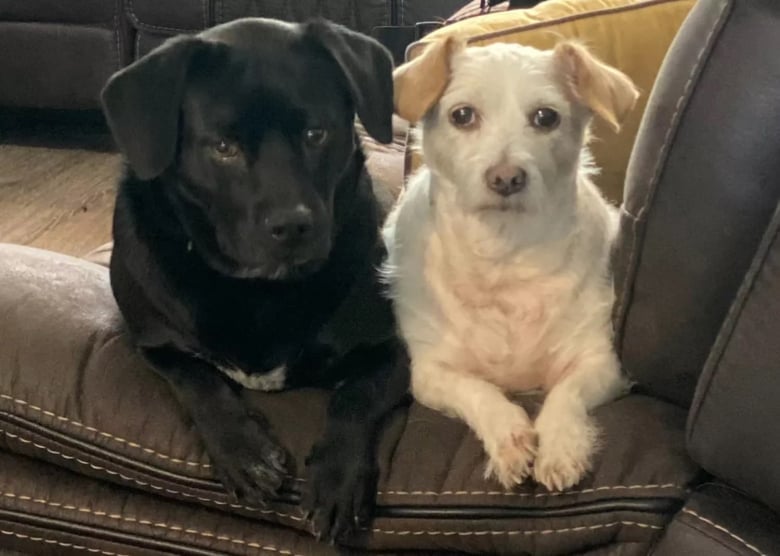 Illustration de l'article : « Tout le monde suit Frankie partout », cette chienne, doyenne d’une belle famille, a endossé le rôle d’ambassadrice pour ses congénères (vidéo)