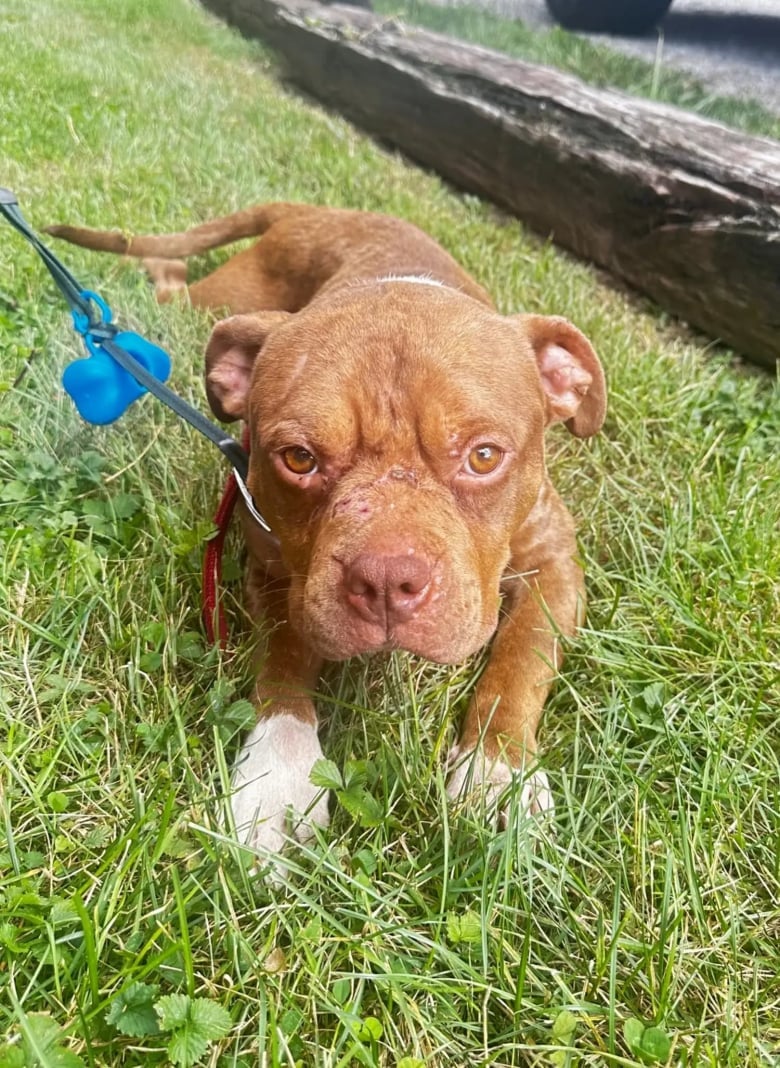 Illustration de l'article : Ce couple rentré de vacances découvre la présence inattendue d’un chien dans son jardin et décide de l’aider