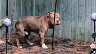 Illustration de l'article : En rentrant de vacances, ce couple découvre un pauvre chien traumatisé au fond de son jardin et décide de lui donner une seconde chance