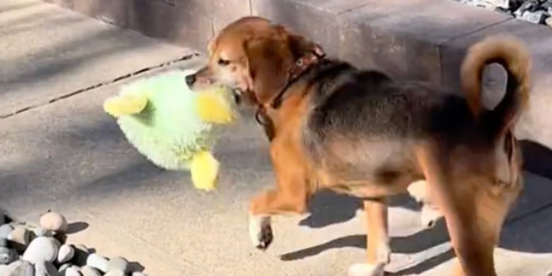 Illustration de l'article : Ce Beagle issu d’un laboratoire de tests découvre enfin la vie de famille et reçoit son premier jouet (vidéo)