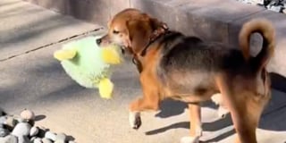 Illustration de l'article : Après avoir servi de cobaye pendant 5 ans, cet adorable Beagle trouve enfin sa famille pour la vie et découvre le bonheur d’avoir des jouets (vidéo)