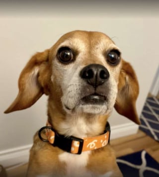 Illustration de l'article : Après avoir servi de cobaye pendant 5 ans, cet adorable Beagle trouve enfin sa famille pour la vie et découvre le bonheur d’avoir des jouets (vidéo)