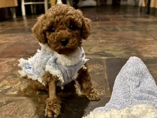 Illustration de l'article : Abandonné à cause de sa malformation, un chiot qui n'avait aucune chance de survie a été opéré de justesse après une grande mobilisation