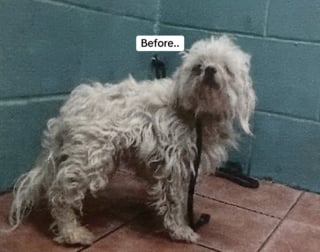 Illustration de l'article : Grâce à l'amour d'une bénévole, ce chien autrefois très craintif a trouvé le courage de s'approcher des humains et apprécie les câlins (vidéo)