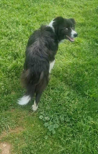Illustration de l'article : Abandonné à plusieurs reprises, affamé et attaché sur un balcon sale, un Border Collie est secouru par une association qui lui cherche un foyer aimant