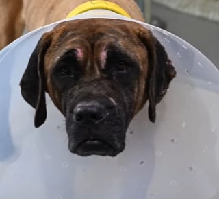 Illustration de l'article : Seuls survivants d'un incendie et du marché de la viande canine, 7 Tosas traversent le Pacifique pour un nouveau départ