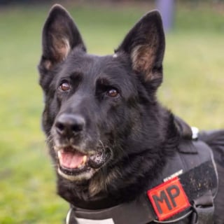Illustration de l'article : Après avoir servi la nation et vaincu le cancer, cette chienne devient le visage d’un combat pour ses semblables