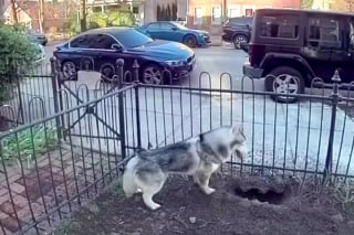 Illustration de l'article : Intriguée par le comportement très inhabituel de son chien, cette jeune femme découvre une énorme fuite de gaz à son domicile