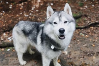 Illustration de l'article : Intriguée par le comportement très inhabituel de son chien, cette jeune femme découvre une énorme fuite de gaz à son domicile