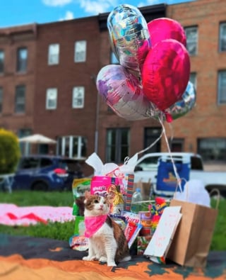Illustration de l'article : Pour ses 3 ans, cette chatte borgne et handicapée reçoit une fête d'anniversaire inoubliable au parc