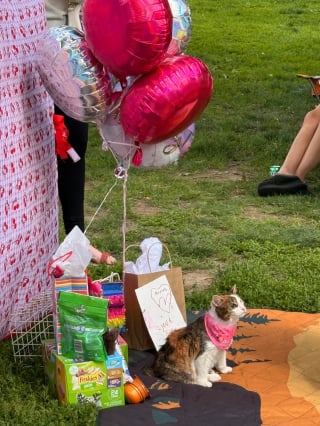 Illustration de l'article : Pour ses 3 ans, cette chatte borgne et handicapée reçoit une fête d'anniversaire inoubliable au parc
