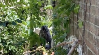 Illustration de l'article : Une chienne réfugiée dans une maison délabrée aboie sur quiconque tente d'approcher ses chiots, mais une bénévole prend le risque