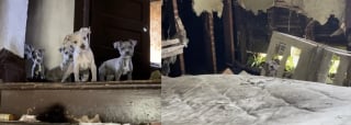 Illustration de l'article : Une chienne réfugiée dans une maison délabrée aboie sur quiconque tente d'approcher ses chiots, mais une bénévole prend le risque