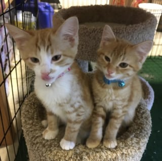 Illustration de l'article : 4 chatons affamés découverts dans une botte de foin deviennent les mascottes d'une distillerie