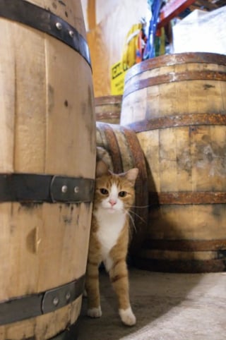 Illustration de l'article : 4 chatons affamés découverts dans une botte de foin deviennent les mascottes d'une distillerie