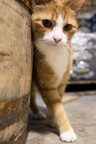 Illustration de l'article : 4 chatons affamés découverts dans une botte de foin deviennent les mascottes d'une distillerie