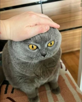 Illustration de l'article : 18 photos de chats les plus craquantes du moment