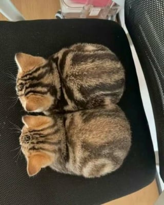 Illustration de l'article : 18 photos de chats les plus craquantes du moment