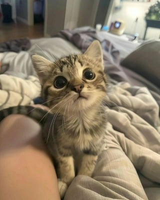 Illustration de l'article : 18 photos de chats les plus craquantes du moment
