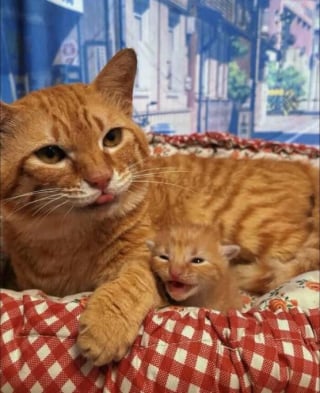 Illustration de l'article : 18 photos de chats les plus craquantes du moment