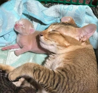 Illustration de l'article : 18 photos de chats les plus craquantes du moment