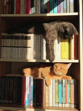 Illustration de l'article : 18 photos de chats les plus craquantes du moment
