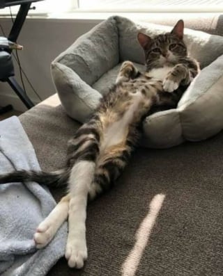 Illustration de l'article : 18 photos de chats les plus craquantes du moment