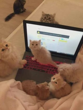 Illustration de l'article : 18 photos de chats les plus craquantes du moment