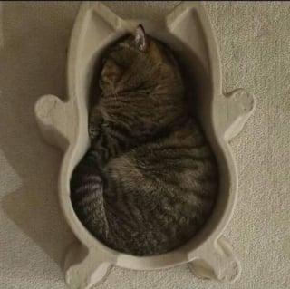 Illustration de l'article : 18 photos de chats les plus craquantes du moment